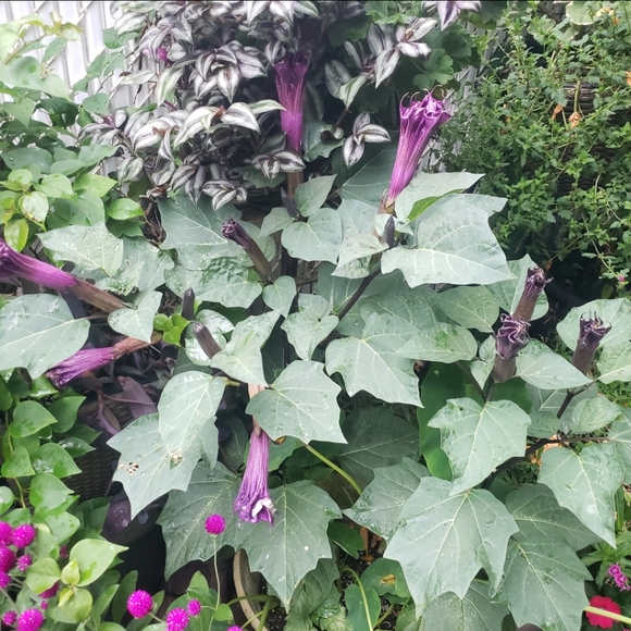Double purple angel trumpet - Picture 8 of 9